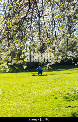 Dans Coatdyke Dunbeth Park North, Lanakrshire, Ecosse, UK, mardi, 03 mai, 20017, Météo France. Belle matinée de printemps dans le parc avec allée des arbres en fleurs et le temps ensoleillé. Un homme assis sur le banc et enjoing le soleil. Credit : Malgorzata Larys/Alamy Live News Banque D'Images