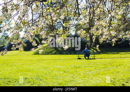 Dans Coatdyke Dunbeth Park North, Lanakrshire, Ecosse, UK, mardi, 03 mai, 20017, Météo France. Belle matinée de printemps dans le parc avec allée des arbres en fleurs et le temps ensoleillé. Un homme assis sur le banc et enjoing le soleil. Credit : Malgorzata Larys/Alamy Live News Banque D'Images