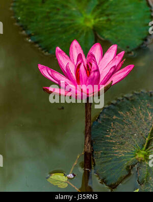 Chiang Mai, Thaïlande. 12Th Nov, 2006. Le dirigeant d'une Lotus dans un étang dans le Orchid-Butterfly la bai ferme dans le district de Mae Rim Chiang Mai où une collection d'orchidées, de beaucoup de différentes couleurs et d'espèces, sont trouvés dans son jardin bien entretenu, les étangs et les serres. La Thaïlande est devenue une destination touristique favorite. Credit : Arnold Drapkin/ZUMA/Alamy Fil Live News Banque D'Images