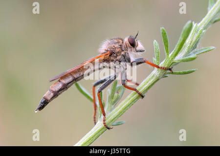 Echthistus rufinervis Robber fly, Banque D'Images