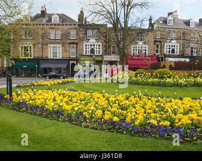 La magnifique plantation de primevères, tulipes et sur le rond-point de la Couronne dans le district de Montpellier Harrogate, Yorkshire, UK, à l'extérieur de l'Hôtel de la Couronne Banque D'Images