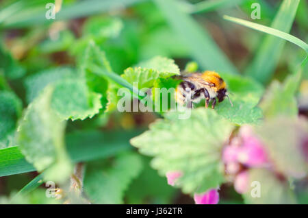 Libre de fleurs et de bumblebee sur orties dans la forêt Banque D'Images