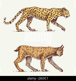 Les chats sauvages, lynx et leopard gravé à la main dans de vieux croquis, style vintage animaux Illustration de Vecteur