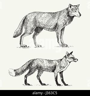 Loup gris sauvages et red fox gravés à la main dans de vieux croquis, style vintage animaux Illustration de Vecteur