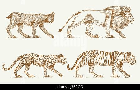 Les chats sauvages, lynx, lion leopard et tiger gravés à la main dans de vieux croquis, style vintage animaux Illustration de Vecteur