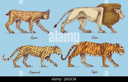 Les chats sauvages, lynx, lion leopard et tiger gravés à la main dans de vieux croquis, style vintage animaux Illustration de Vecteur