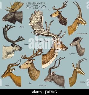 Grand ensemble de corne, bois d'orignal ou élan avec animaux impala, Gazelle et grand koudou, daims et renne cerf, biche ou chevreuil, axe et dibatag Illustration de Vecteur