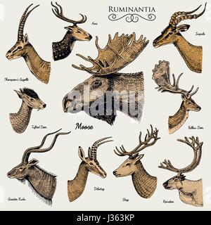 Grand ensemble de corne, bois d'orignal ou élan avec animaux impala, Gazelle et grand koudou, daims et renne cerf, biche ou chevreuil, axe et dibatag Illustration de Vecteur