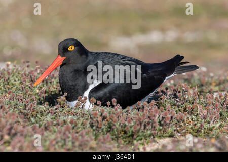 Magellanic Oystercatcher Banque D'Images