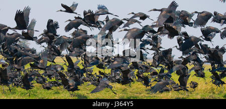 Un énorme troupeau de Storks africains à bec ouvert en vol. Parc national de Kafue. Zambie. Afrique. Banque D'Images