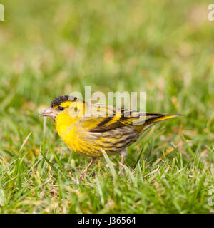 Un Tarin des pins (Carduelis spinus eurasienne) mâle adulte sur le terrain au Royaume-Uni Banque D'Images