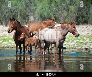 Les Chevaux sauvages de la rivière Salt en Arizona Banque D'Images