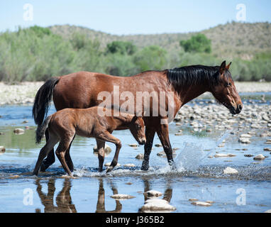 Les Chevaux sauvages de la rivière Salt en Arizona Banque D'Images