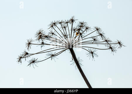 Cow parsley seed head Silhouette against white background Banque D'Images