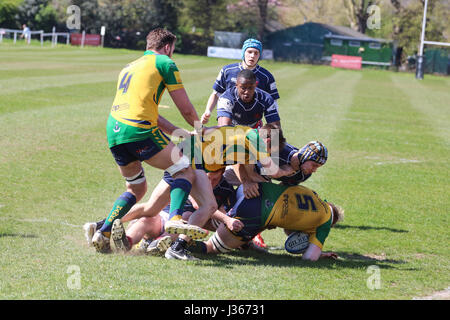 Match de rugby. Avril 2017. Henley Bulls vs.Richmond London Scottish Rugby Club, Twickenham, London, UK Banque D'Images