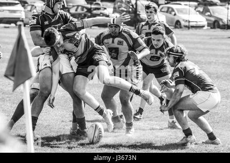 Match de rugby. Avril 2017. Henley Bulls vs.Richmond London Scottish Rugby Club, Twickenham, London, UK Banque D'Images