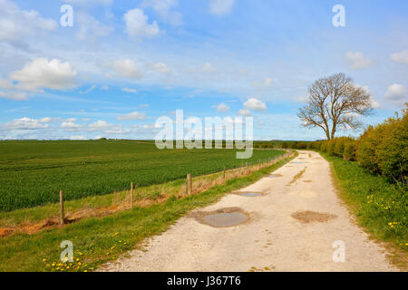 Une piste de ferme en pierre calcaire avec une récolte de blé frene et hawtorn auburn dans le Yorkshire Wolds sous un ciel nuageux bleu au printemps Banque D'Images