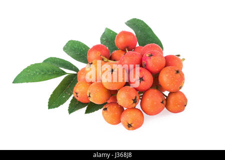 Rowan berries et vert feuilles isolées sur fond blanc Banque D'Images