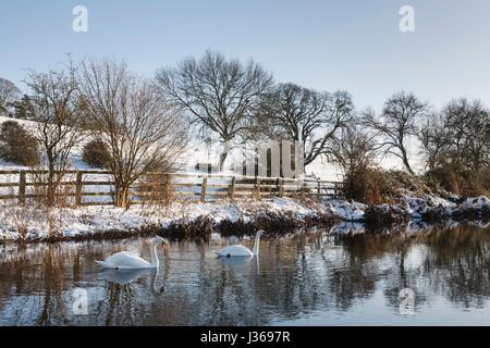 Cygnes sur une rivière en hiver, Grand Central, Royaume-Uni Banque D'Images