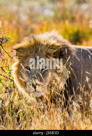 Lion dans l'herbe. Delta de l'Okavango. Banque D'Images