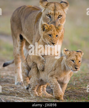 Lionne avec des oursons. Delta de l'Okavango. Banque D'Images