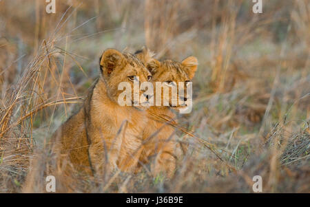 Les petits lions dans l'herbe. Delta de l'Okavango. Banque D'Images