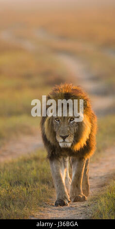 Lion est en route. Delta de l'Okavango. Banque D'Images