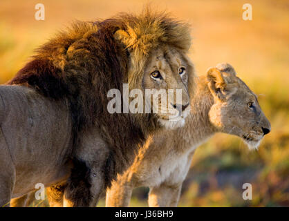 Lion et Lionne debout ensemble. Botswana. Delta de l'Okavango. Banque D'Images