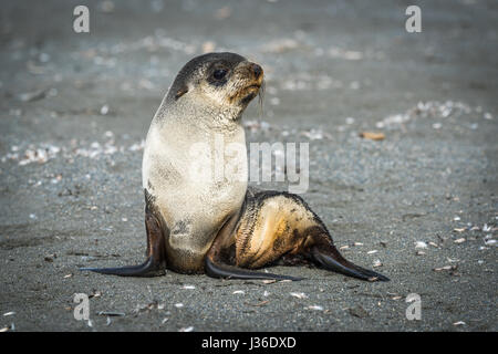 Fourrure de l'antarctique se trouve sur la plage de sable Banque D'Images