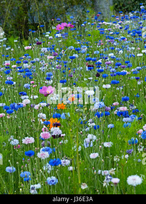 Centaurea cyanus et Cosmos Banque D'Images