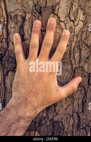 Toucher la main arbre, homme de race blanche dans la forêt d'érable avec sa main sur l'écorce écorce terrestre grand Banque D'Images