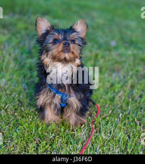 Yorkshire Terrier chiot qui est assis sur l'herbe Banque D'Images