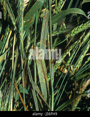 La rouille noire, Puccinia graminis f.sp. tritici, infection sur le blé dur blé barbu dans l'oreille Verte, Minnesota, USA, Juillet Banque D'Images