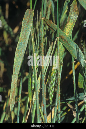 L'infection grave la rouille noire (Puccinia graminis) sur l'aristation (barbu) blé feuilles, tiges et oreilles Banque D'Images