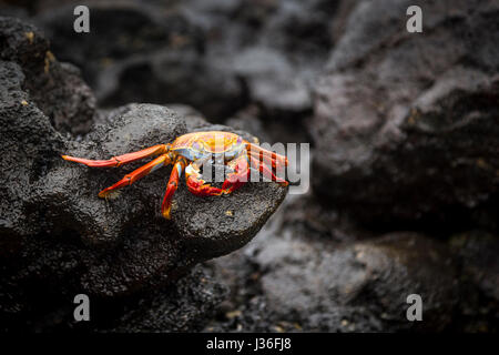 Sally Lightfoot crab (Grapsus grapsus), perché sur la roche de lave dans la région de Punta Cormorant Bay, île Floreana. Banque D'Images