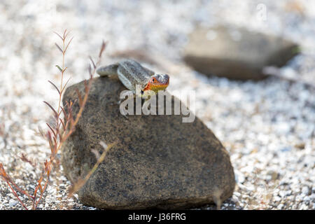 Lave femelle lézard, Microlophus albemarlensis. Puerto Egas, Santiago. Banque D'Images