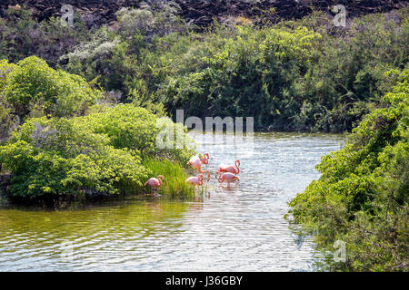 Avec une plus grande lagune flamants roses, Phoenicopterus ruber, au milieu des champs de lave à la Punta Moreno, Isabela. Banque D'Images