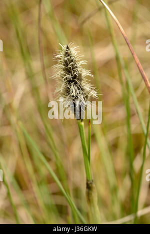 Le lièvre-queue de linaigrettes, Eriophorum vaginatum Banque D'Images