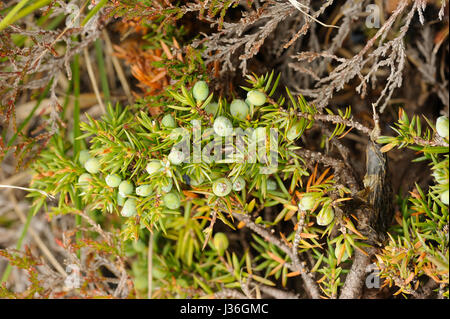 Les baies de genévrier, Juniperus communis Banque D'Images