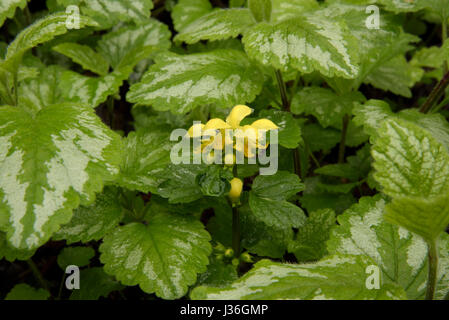 Sous-espèce Lamiastrum galeobdolon argentatum, Archange jaune Jardin Banque D'Images