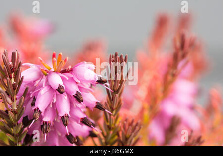 Erica x darleyensis de macro (Mary Helen) heath la floraison à la fin de l'hiver et au début du printemps Banque D'Images