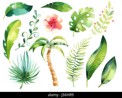 Illustration isolé Tropical. Boho aquarelle tropic papm arbre, feuilles, vert feuille, dessin, gungle aloha exotiques jeu illustration Banque D'Images