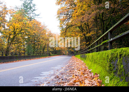 Les feuilles tombées à l'écart d'une route mouillée à travers le pont couvert de mousse verte avec des garde-corps, clôture par la rangée de forêt automne jaune tr Banque D'Images