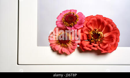 Les zinnias en boîte blanche. Banque D'Images