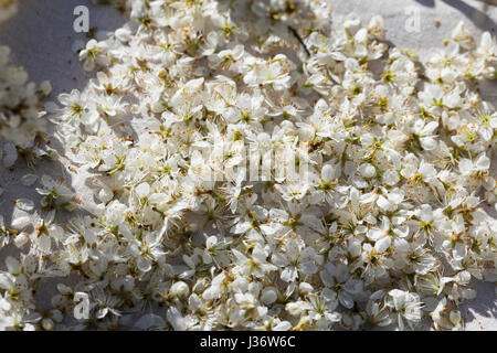 Schlehenblüten Heilzwecken zupfen trocknen und zu, Kräuterernte, Gewöhnliche Schlehe, Schwarzdorn Blüten Blüte,,, Schlehenblüte, Prunus spinosa, noir Banque D'Images