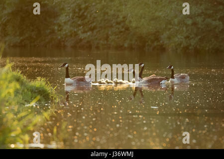 Famille d'oies bernaches du Canada (Branta canadensis) et oisons sur une rivière à la fin de soir lumière Banque D'Images