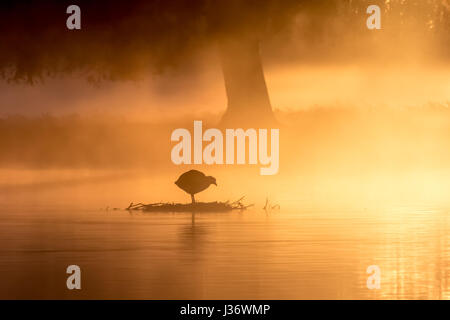 Silhouette de Foulque macroule (Fulica atra) sur un étang brumeux au lever du soleil d'or Banque D'Images