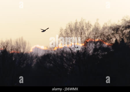 Crécerelle (Falco tinnunculus) planant au-dessus de chasse meadow au coucher du soleil. Banque D'Images