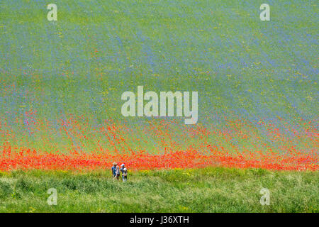 Les gens se promener dans les prés de fleurs multicolores sur le plateau de Castelluccio durant une journée d'été. Banque D'Images