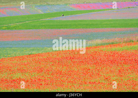 Les prés de fleurs multicolores sur le plateau de Castelluccio durant une journée d'été. Banque D'Images